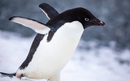 MX Linux 25.2 provides possible refuge from AI as well as systemd