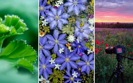 Nature in Miniature: Advanced Techniques for Macro Compositions