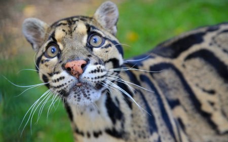 Nashville Zoo pushes back on 1.6-acre data center build near animal habitats — Zoo says it planned to use lot for education and conservation center