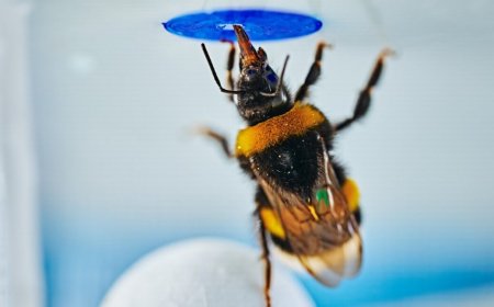 Bumblebees can spontaneously solve problems, study finds