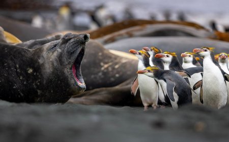 Elephant Seal Scolds Penguins in Superb Photo Shortlisted for Wildlife Award