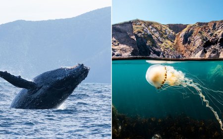 ‘Ocean’ Doc Captures the Horrors of Seabed Trawling for the First Time