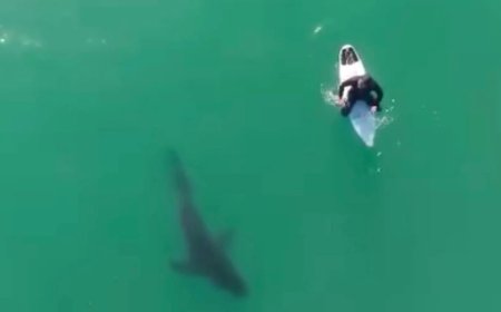 Photographer Uses Drone to Warn Surfer of Huge Shark Menacingly Circling Beneath Him