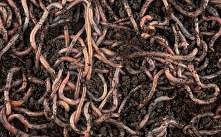 Shai-Hulud malware worms Red Hat npm package versions downloaded 80K times a week