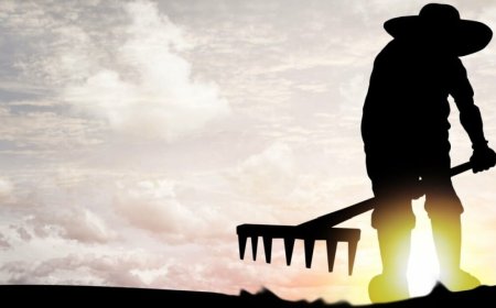 Cyberattack sees crops kept in the ground