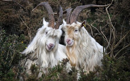 Age of Empires II’s goats used as AI building blocks to build a neural network — goaty experiment mocks the idea of chatbot consciousness, Microsoft AI researcher’s project makes an absurdist point about AI consciousness