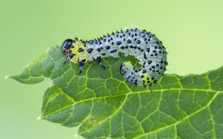 Beans use an immune receptor to call in airstrikes on caterpillars