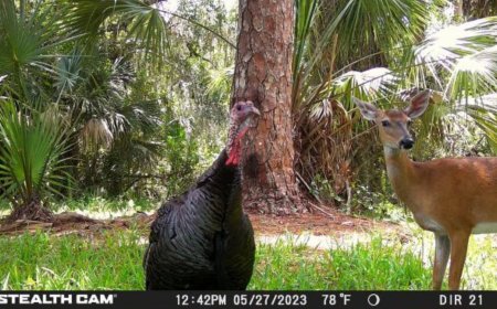 Florida Officials Need You to Identify Animals Captured on Trail Cameras