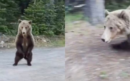 Woman Bravely Films Terrifying Encounter With Charging Grizzly Bear