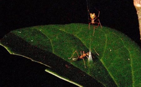 Scientists Capture Footage of Spider Catapulting Prey Into Web Using Ingenious Snare Trap
