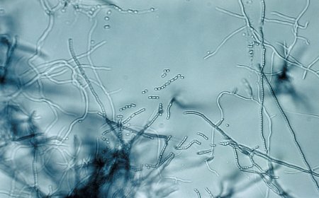 Antibiotic "megacluster" discovery provides new strategy to fight superbugs
