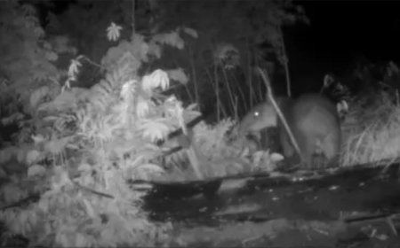 Camera Traps in Honduras Exonerate an Endangered Species Blamed for Eating Crops
