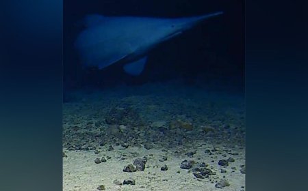 Scientists Capture First-Ever Footage of ‘Horror Movie’ Goblin Shark in its Natural Habitat