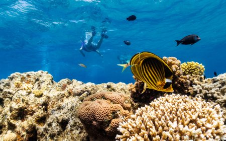 As global warming threatens corals, scientists search for reefs that can take the heat