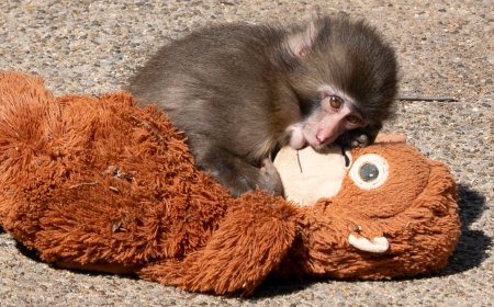 Japanese Zoo Considering Photo Ban After US Tourists Invade Punch the Monkey’s Enclosure