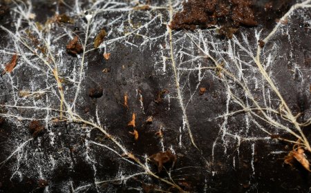Threads of underground fungal networks are long enough to reach beyond the Solar System