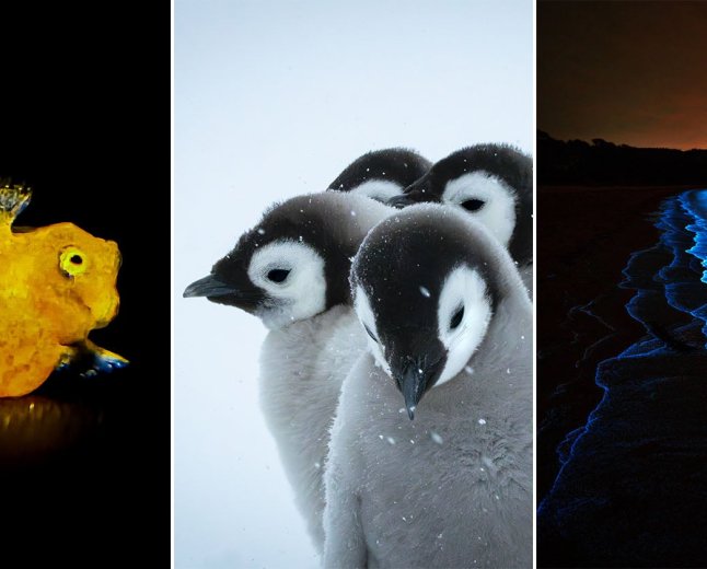 The 26 Finalists for the 2026 Beaker Street Science Photography Prize