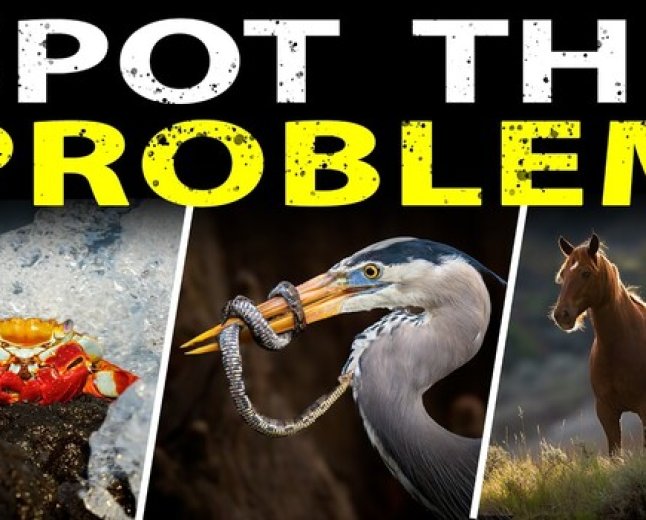 A Heron, a Crab, and a Safari Truck: 7 Wildlife Shot Problems Solved