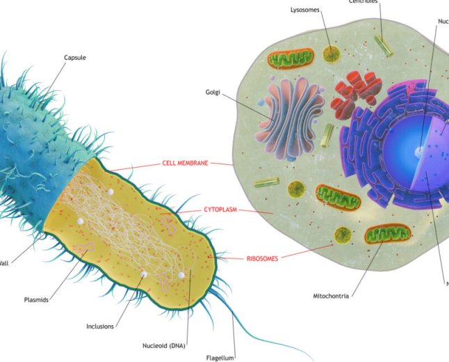 The first complex cells had genes from a complex mix of species