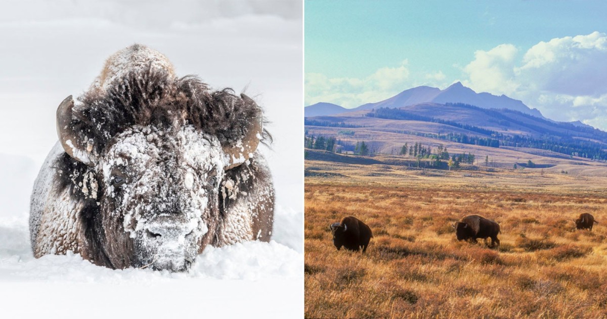 Tom Murphy Has Photographed Yellowstone’s Bison for Over 40 Years