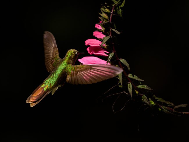 Three Challenges Photographing in the Tropics and How to Deal with Them