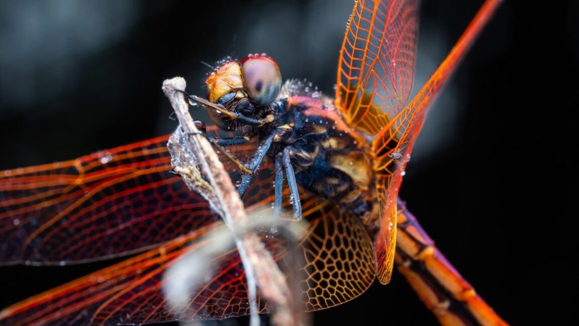 Dragonflies maneuver like fighter pilots