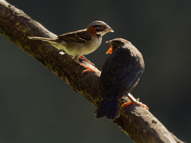 Fragments from Ecuador: Photographing the Shiny Cowbird