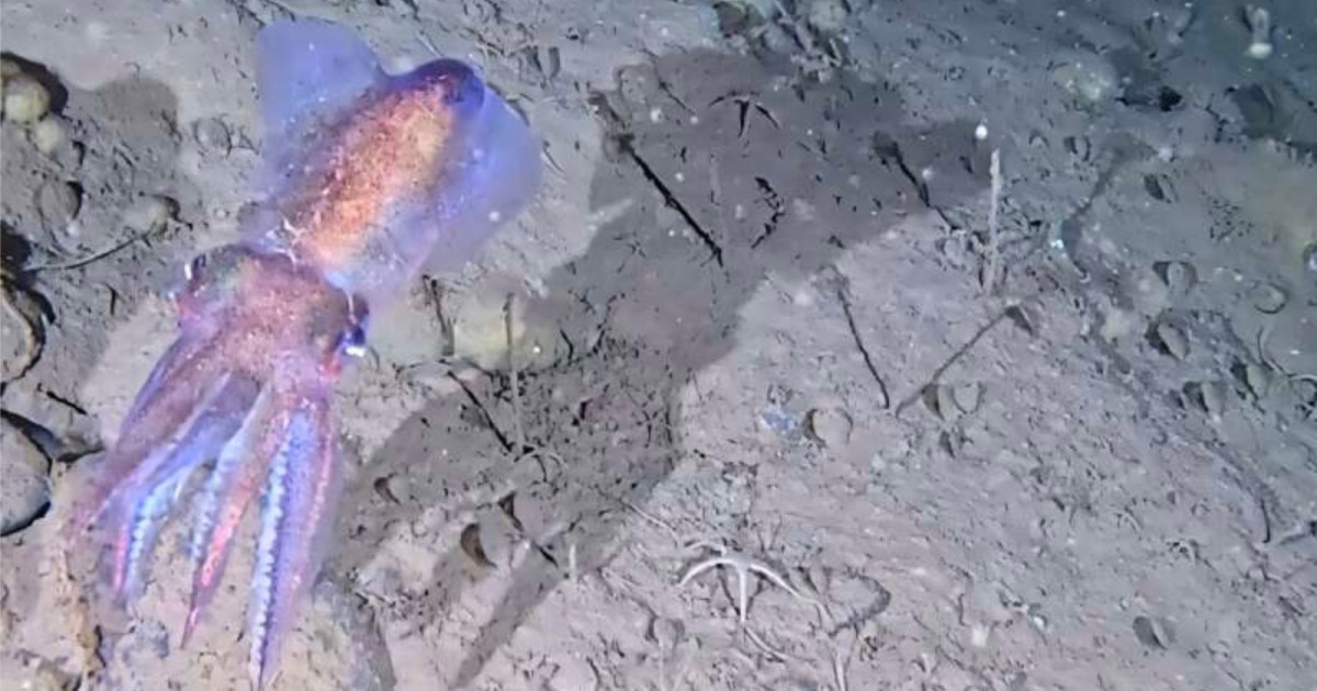 Rare Arctic Bobtail Squid Filmed in Its Natural Habitat for the First Time