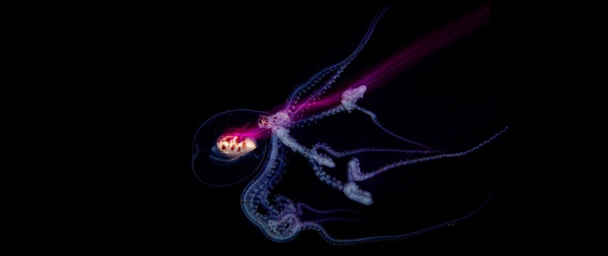 Meet the Incredible 14-Year-Old Underwater Photographer Who Won Hasselblad Masters
