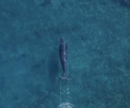 Whales Are Dragging Fishing Line Across the Pacific, and Your Photos Can Help Save Them