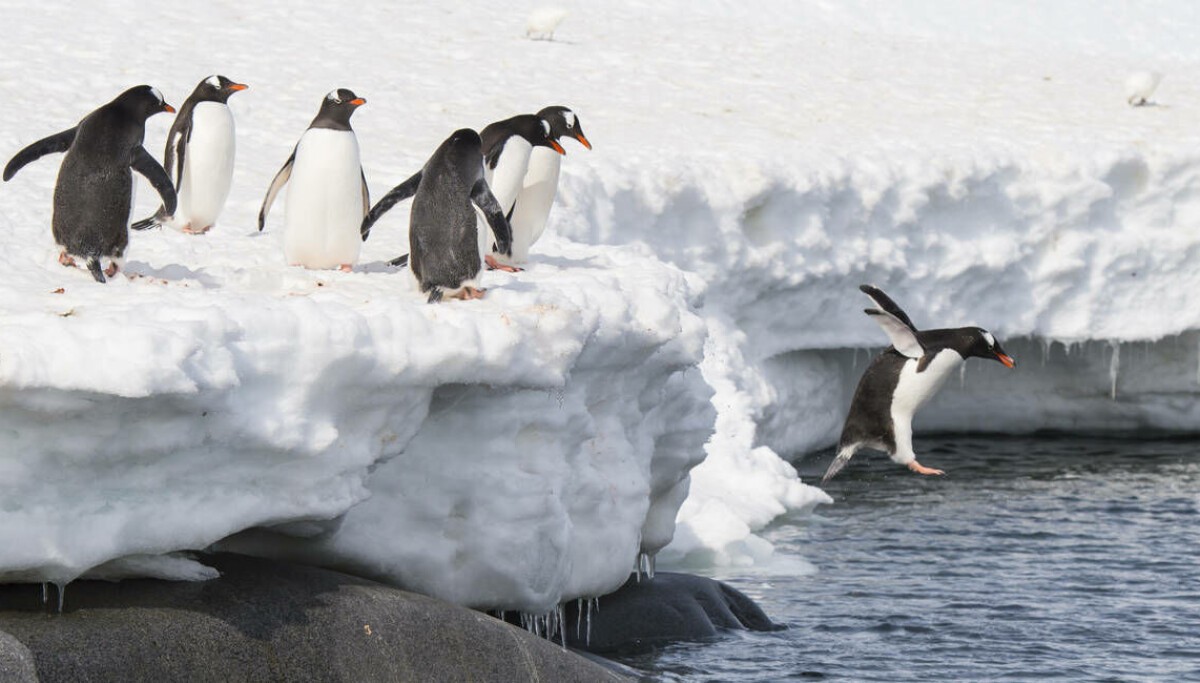 Torvalds challenged the haters to fork Linux. Someone said 'hold my beer'