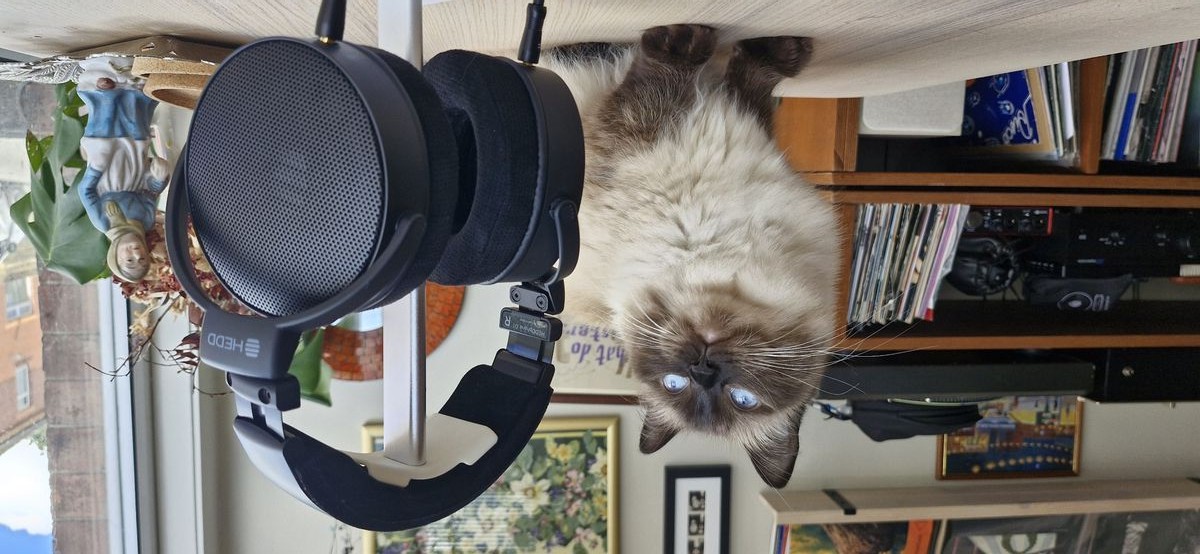 'Can't fault the HEDDphone D1 in any meaningful way': HEDD's progeny are emphatically excellent wired headphones at a not-unreasonable price