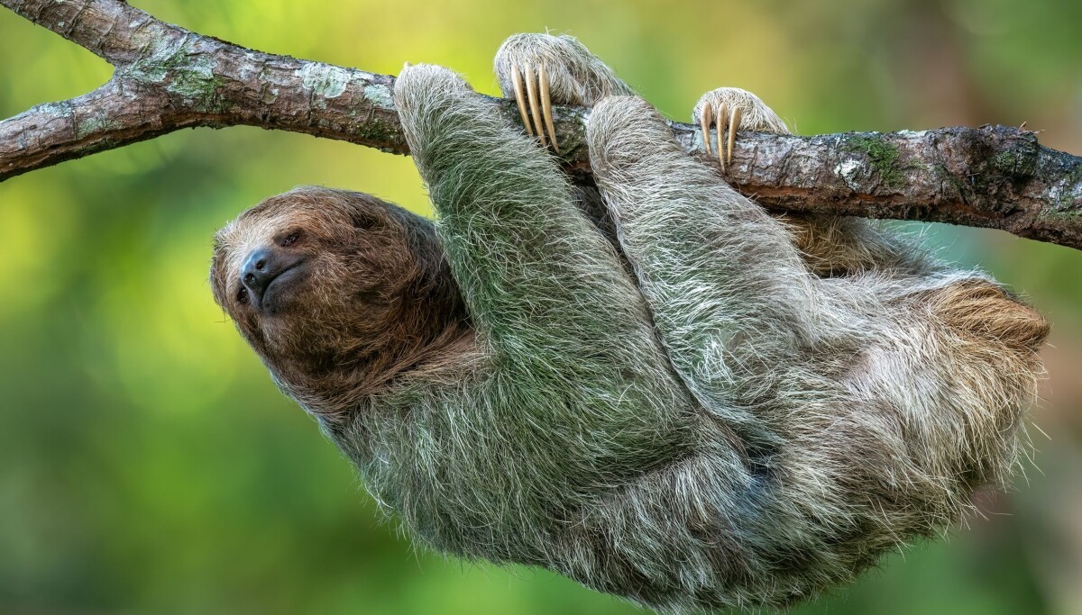 Slothful summer app lets you scroll simply by tilting your head