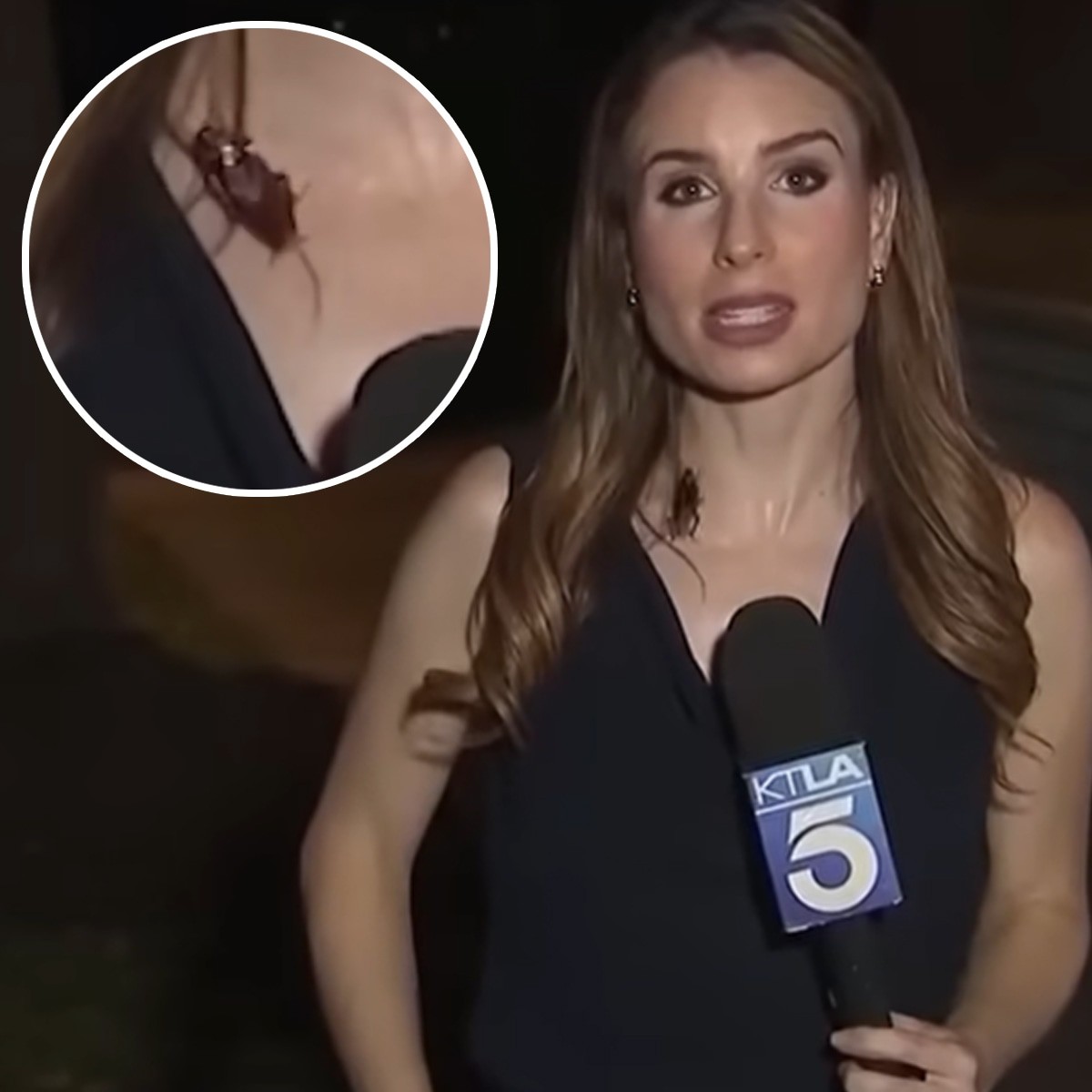 Cockroach Crawls on Reporter on Live TV—and Her Reaction Is Shocking