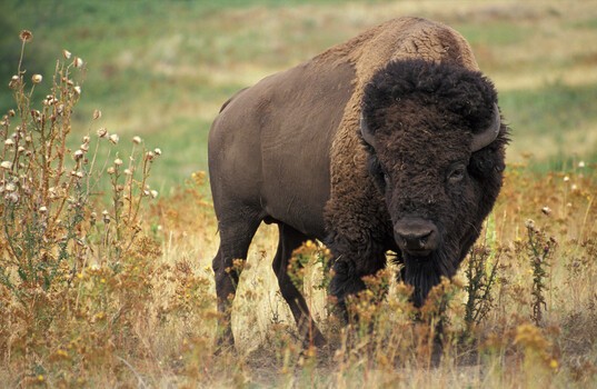 Yellowstone Bison Flips Tourist 8 Feet as Photographer Captures the Whole Thing