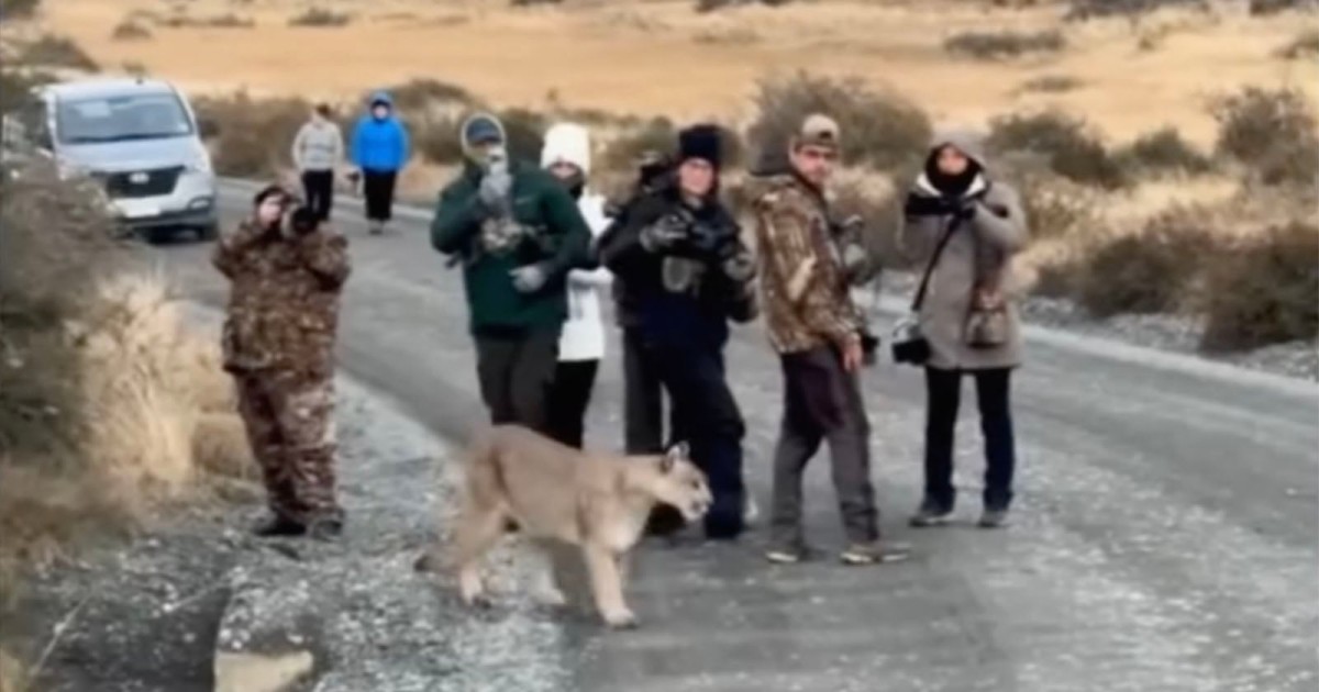 Are These Photographers Too Close to This Wild Puma?