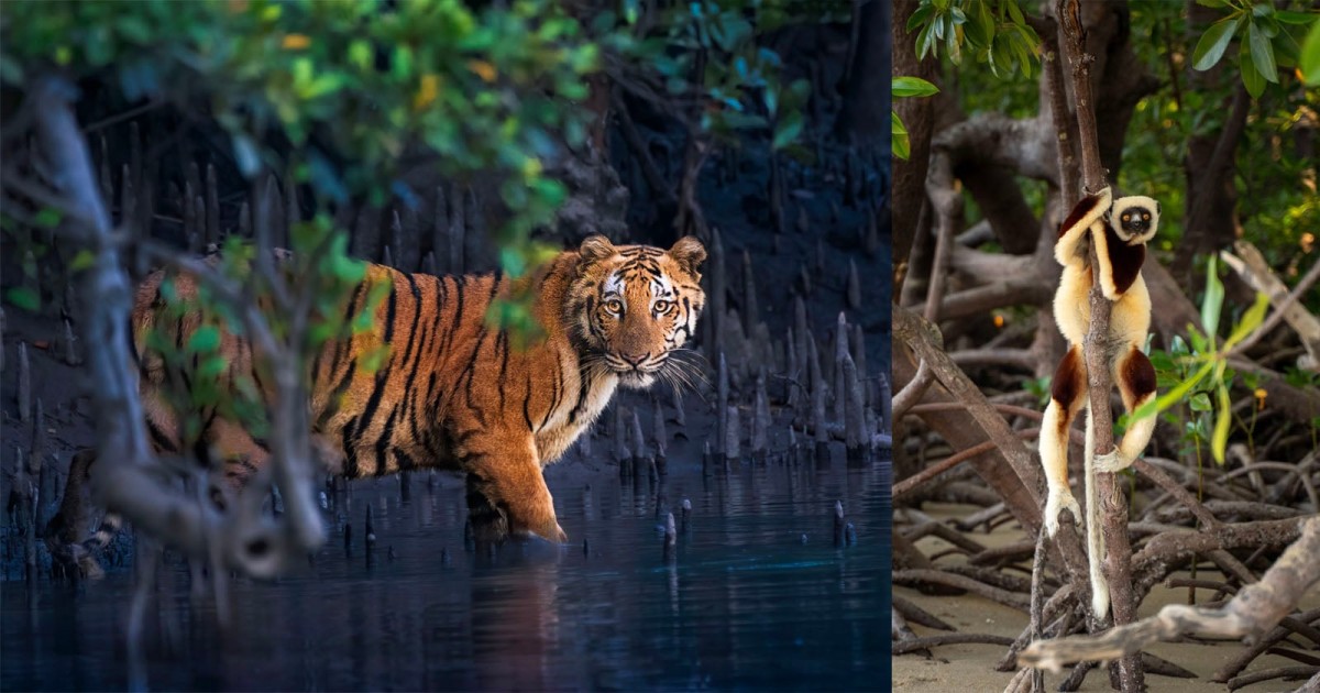 Photo Competition Shines a Light on Mangrove Forests Around the World
