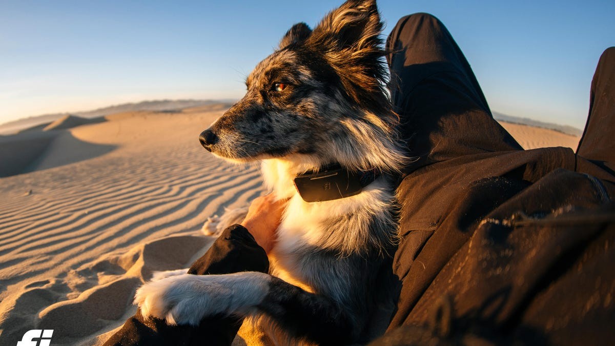 Fi Releases the First Pet Collar to Use Starlink to Track Pets Anywhere They Go