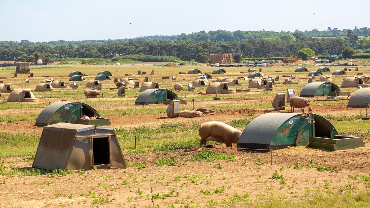 This British farm is running AI on pig muck — and it could lead to a major windfall for farmers energy income, earning ten times more than the grid