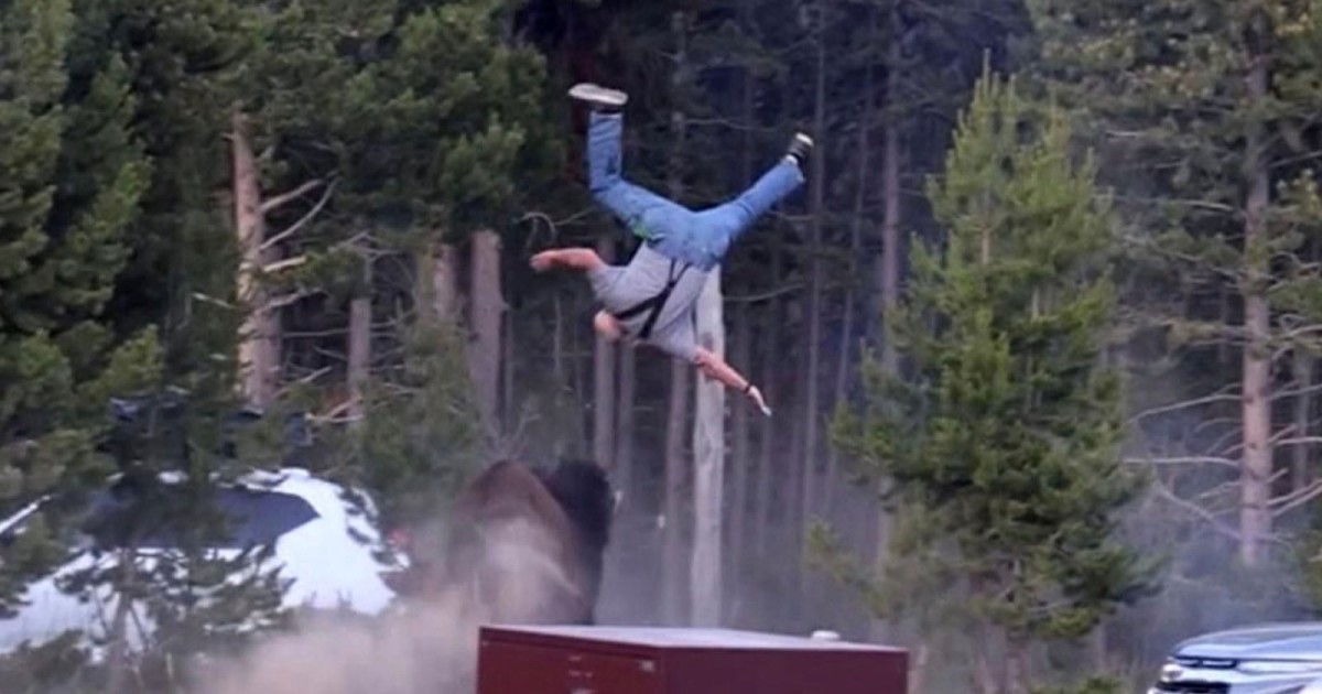 Grandpa Thrown Into the Air by Bison Stopped to Take Photo Moments Before