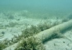 Oregon will start charging service providers for undersea cables using its sea floor — millions accrued over years will go toward state schools