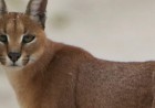 A Camera Trap Just Caught One of India's Rarest Cats