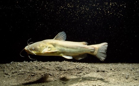 Contagious Cancer Found in North American Catfish