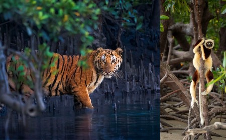 Photo Competition Shines a Light on Mangrove Forests Around the World