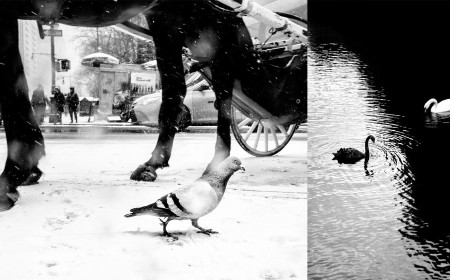 ‘Street Safari’ by Alan Schaller Finds Humanity in Animals