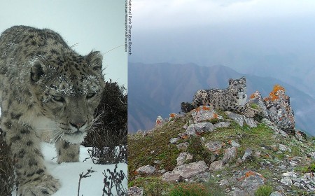 Stunning Camera Trap Survey Captures Elusive Snow Leopards Across China