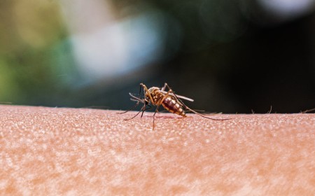 As mosquito ranges expand, better monitoring is key to preventing disease