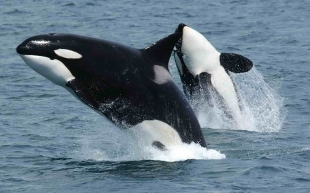 Orcas team up to ram sunfish until they explode
