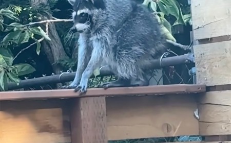 Who Is Jimothy? Meet the Viral Raccoon Stealing Hearts, Not Trash