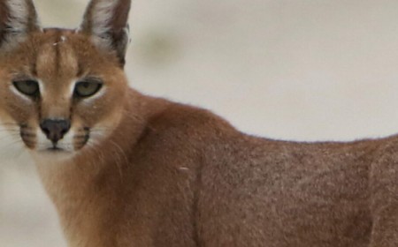 A Camera Trap Just Caught One of India's Rarest Cats